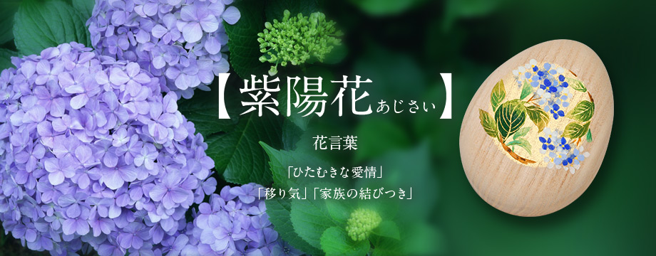 【紫陽花　あじさい】花言葉「ひたむきな愛情」「移り気」「家族の結びつき」