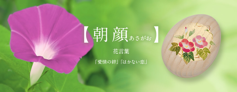 【朝顔　あさがお】花言葉「愛情の絆」「はかない恋」